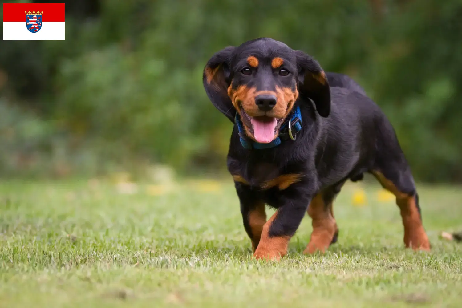 Alpine Dachsbracke căței și crescători Hesse Aici puteți găsi crescători Alpine Dachsbracken din Hesse.