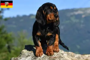 Read more about the article Alpine Dachsbracke crescători și căței în Saarland