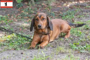 Read more about the article Alpine Dachsbracke crescători și căței în Berlin