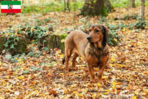 Read more about the article Alpine Dachsbracke crescători și căței în Renania de Nord-Westfalia