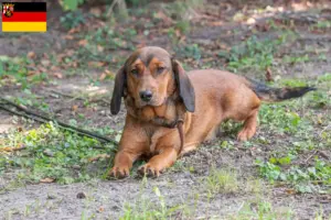 Read more about the article Alpine Dachsbracke crescători și căței în Rhineland-Palatinate