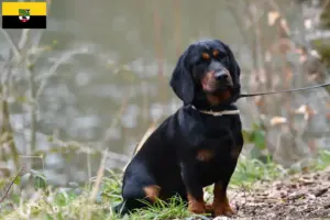 Read more about the article Alpine Dachsbracke crescători și căței în Saxony-Anhalt