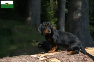 Read more about the article Alpine Dachsbracke crescători și căței în Saxonia