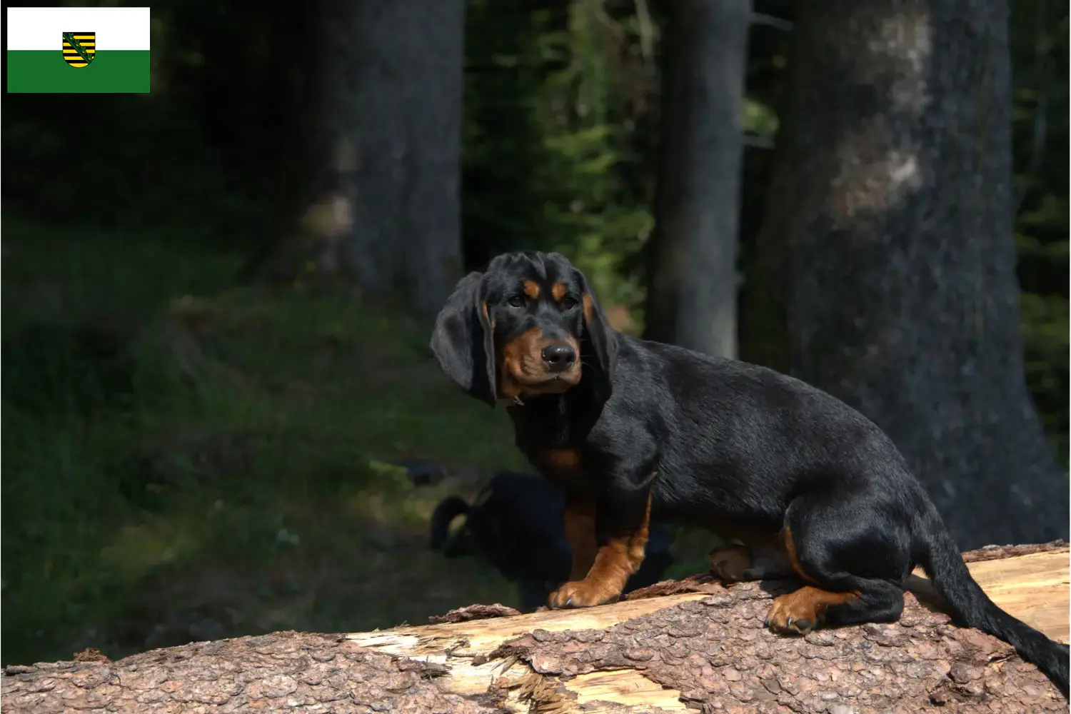 Read more about the article Alpine Dachsbracke crescători și căței în Saxonia
