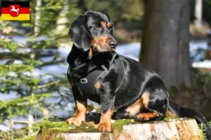 Read more about the article Alpine Dachsbracke crescători și căței în Saxonia Inferioară