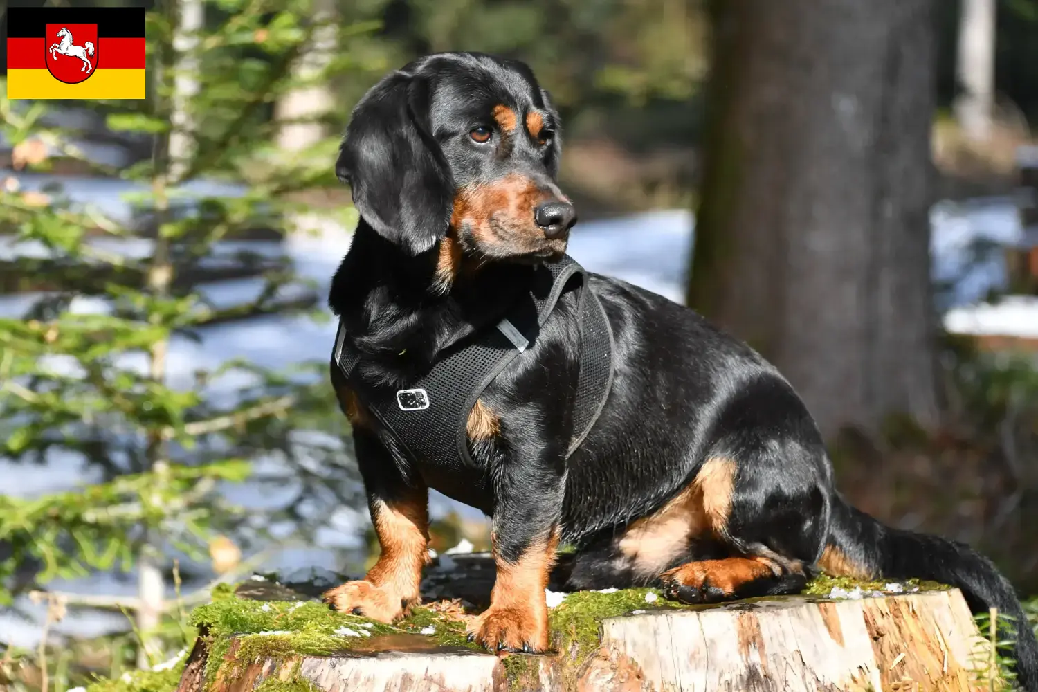 Read more about the article Alpine Dachsbracke crescători și căței în Saxonia Inferioară