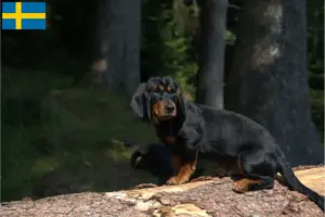 Read more about the article Alpine Dachsbracke crescători și căței în Suedia