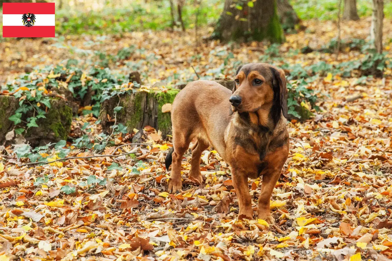 Alpine Dachsbracke căței și crescători Austria Aici puteți găsi crescători de Alpine Dachsbracken din Austria.