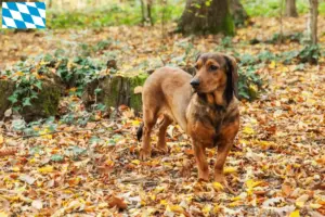 Read more about the article Alpine Dachsbracke crescători și căței în Bavaria