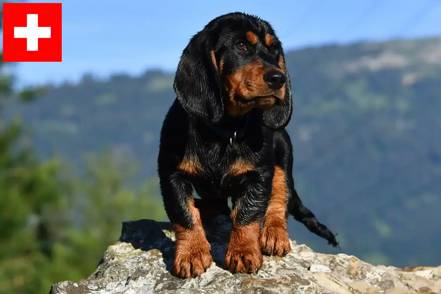 Alpine Dachsbracke căței și crescători Elveția Aici puteți găsi crescători de Dachsbracken Alpine în Elveția.