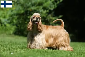 Read more about the article Crescători de Cocker Spaniel american și căței în Finlanda