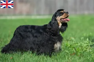 Read more about the article Crescători de Cocker Spaniel American și căței în Marea Britanie