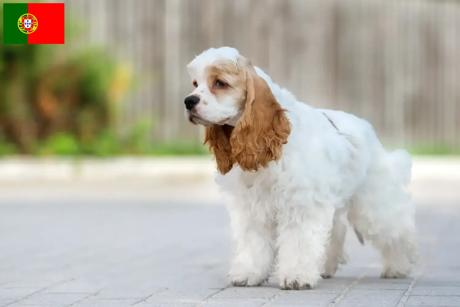 Read more about the article American Cocker Spaniel crescători și căței în Portugalia