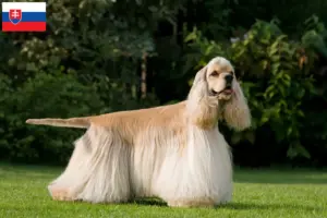 Read more about the article Crescători de Cocker Spaniel american și căței în Slovacia