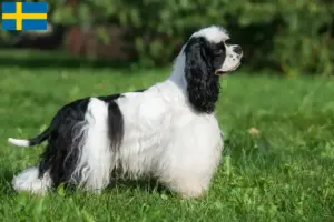 Read more about the article Crescători de Cocker Spaniel american și căței în Suedia