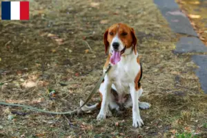 Read more about the article Crescători de Foxhound americani și căței în Franța