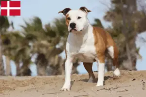 Read more about the article American Staffordshire Terrier crescători și căței în Danemarca