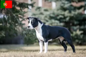 Read more about the article American Staffordshire Terrier crescători și căței în Portugalia