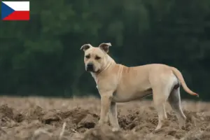 Read more about the article American Staffordshire Terrier crescători și căței în Republica Cehă