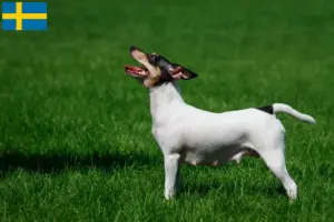 Read more about the article American Toy Terrier crescători și căței în Suedia