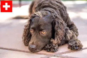 Read more about the article American Water Spaniel crescători și căței în Elveția