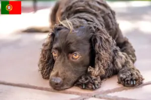 Read more about the article American Water Spaniel crescători și căței în Portugalia