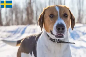 Read more about the article Anglo-Russkaja Gontjaja crescători și căței în Suedia