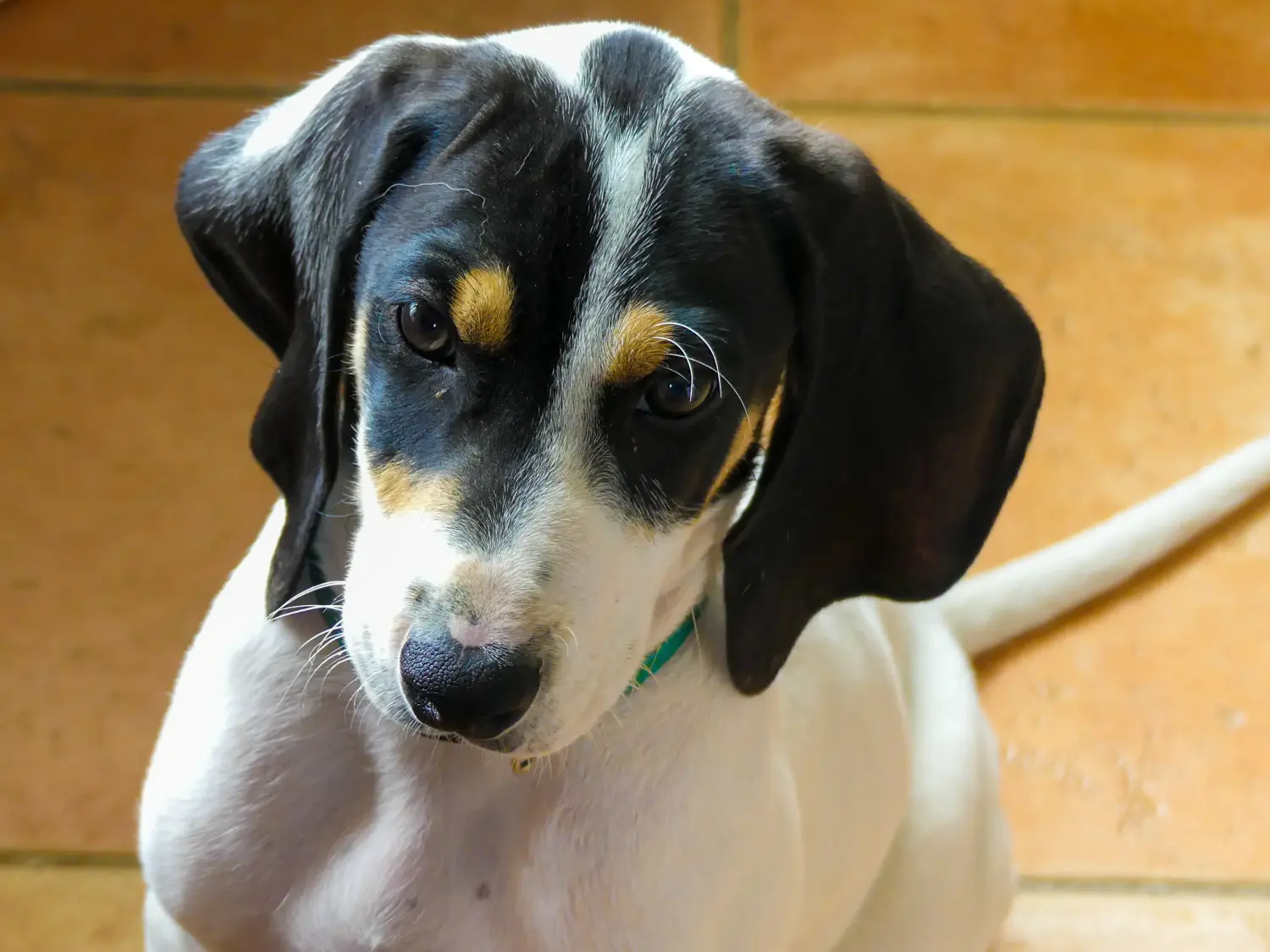 Cumpărarea unui cățel Ariégeois înseamnă asumarea responsabilității! Cumpărați căței Ariégeois.