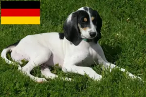 Read more about the article Ariégeois crescători și căței în Germania
