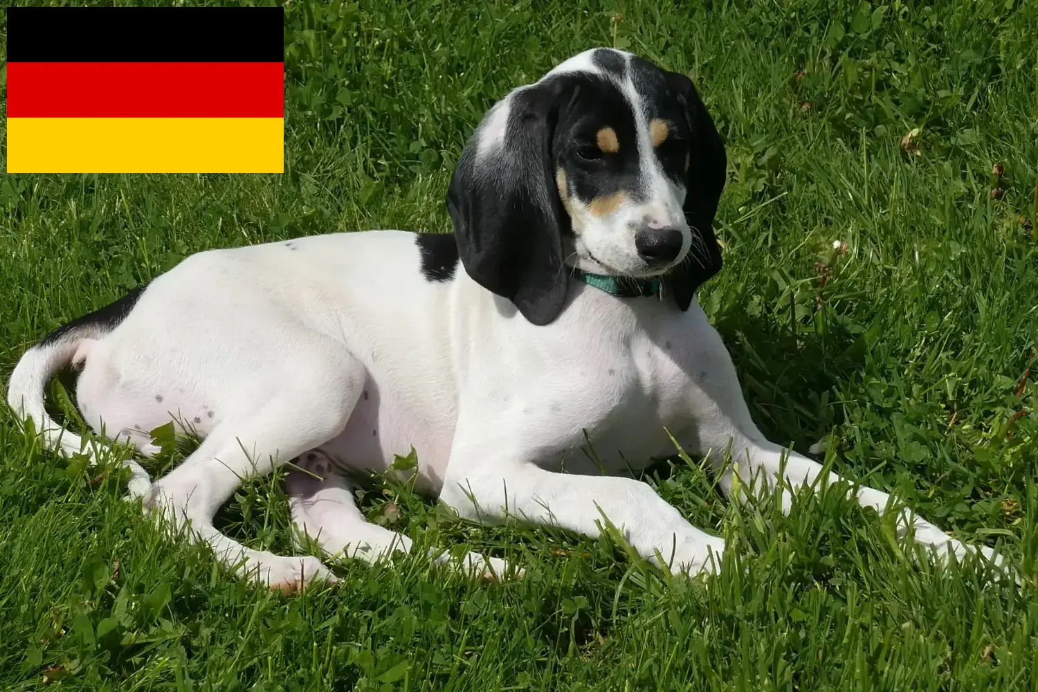 Read more about the article Ariégeois crescători și căței în Germania
