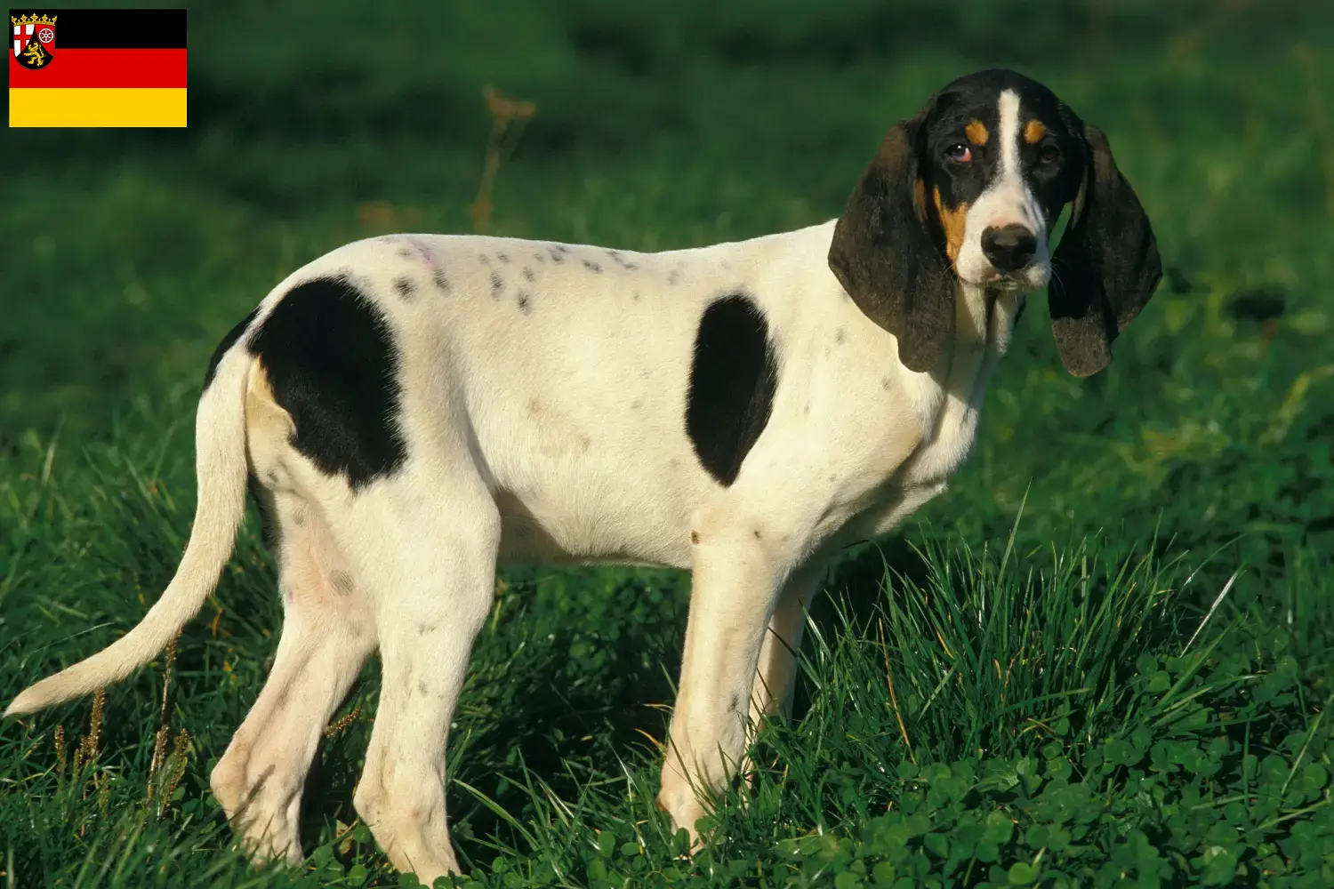 Read more about the article Ariégeois crescători și căței în Rhineland-Palatinate