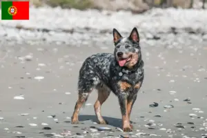 Read more about the article Australian Cattle Dog crescători și căței în Portugalia