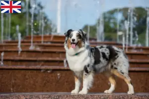 Read more about the article Australian Shepherd crescători și căței în Marea Britanie
