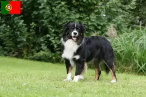 Read more about the article Australian Shepherd crescători și căței în Portugalia