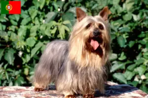 Read more about the article Australian Silky Terrier crescători și căței în Portugalia