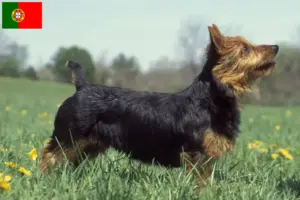 Read more about the article Australian Terrier crescători și căței în Portugalia