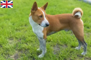 Read more about the article Basenji crescători și căței în Marea Britanie