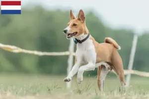Read more about the article Crescători de Basenji și căței în Olanda