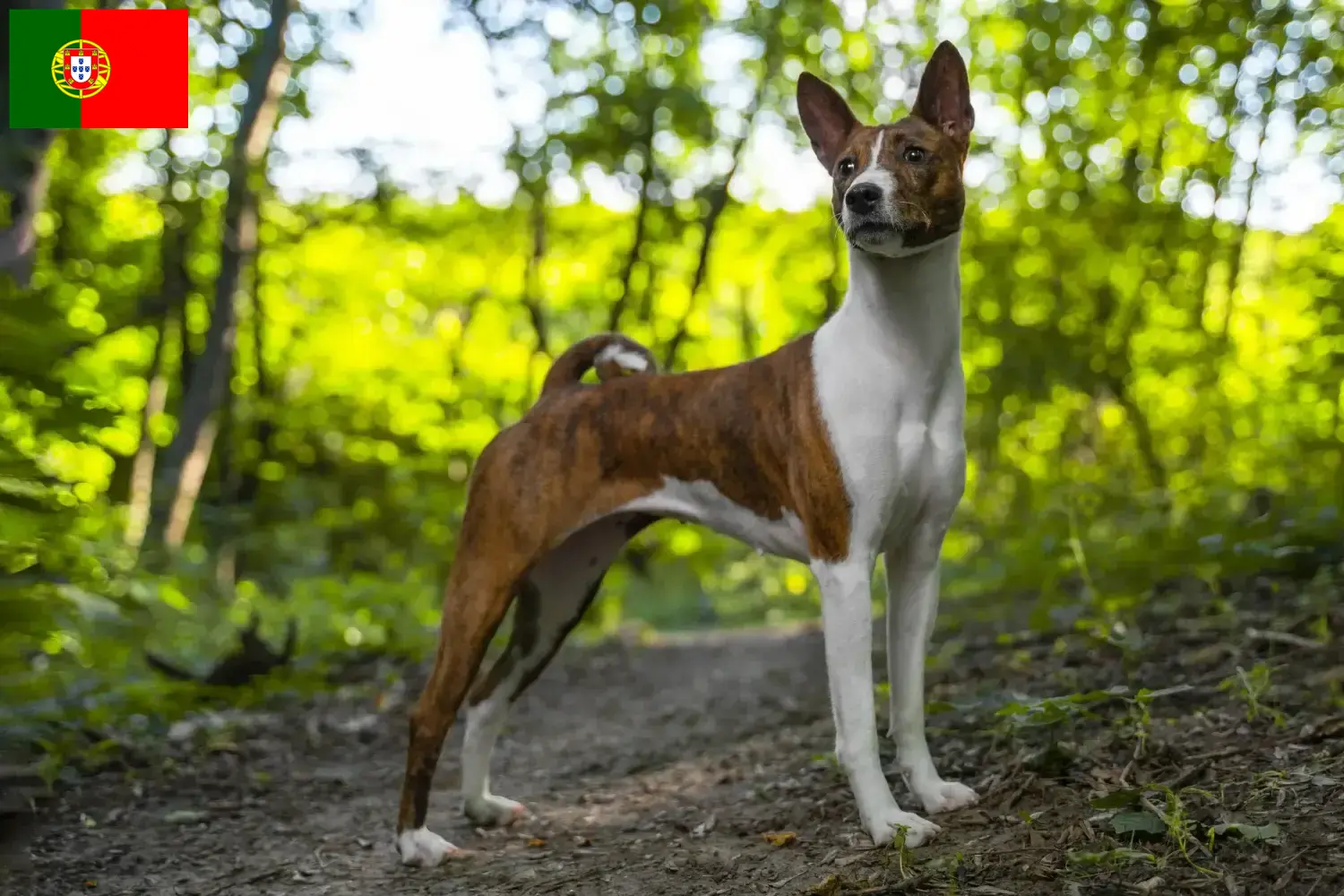 Read more about the article Basenji crescători și căței în Portugalia