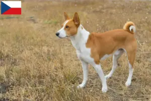 Read more about the article Crescători de Basenji și căței în Republica Cehă