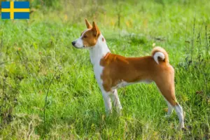 Read more about the article Basenji crescători și căței în Suedia