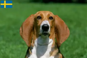 Read more about the article Basset Artésien Normand crescători și căței în Suedia