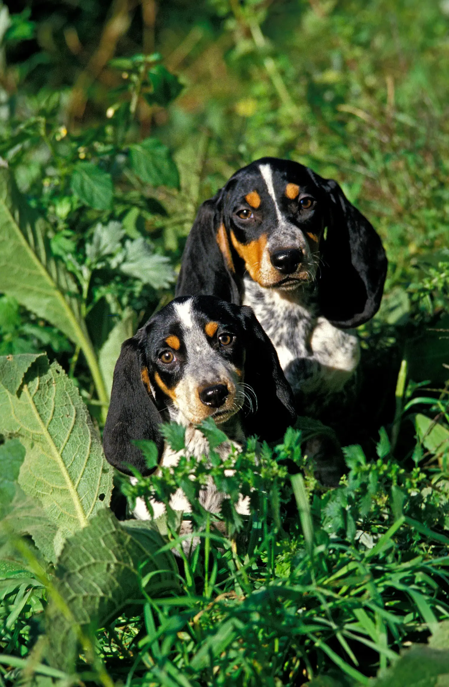 Cumpărarea unui cățel Basset bleu de Gascogne înseamnă asumarea responsabilității! Cumpărați cățeluși Basset bleu de Gascogne.