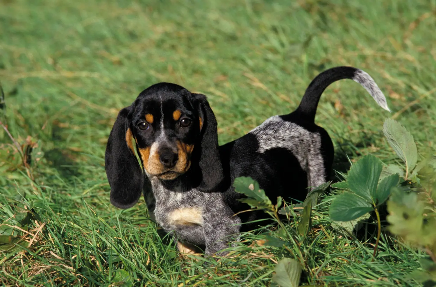 Cumpărarea unui cățel Basset bleu de Gascogne înseamnă asumarea responsabilității! Cumpărați cățeluși Basset bleu de Gascogne.