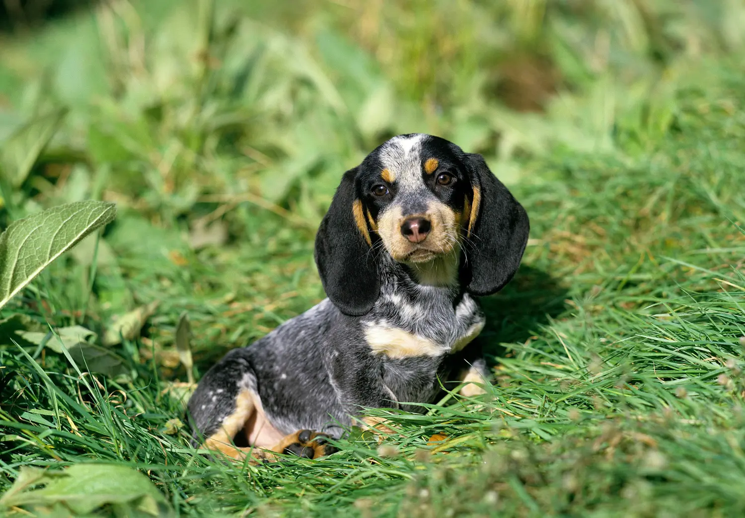 Cumpărarea unui cățel Basset bleu de Gascogne înseamnă asumarea responsabilității! Cumpărați cățeluși Basset bleu de Gascogne.