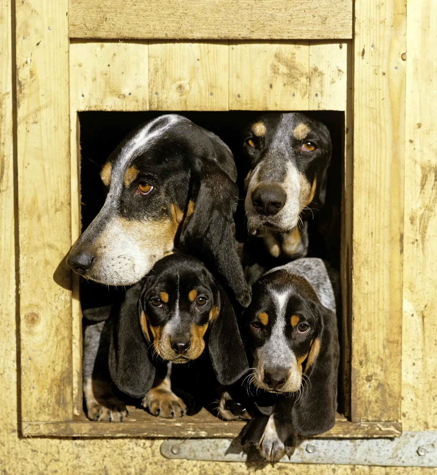 Cumpărarea unui cățel Basset bleu de Gascogne înseamnă asumarea responsabilității! Cumpărați cățeluși Basset bleu de Gascogne.