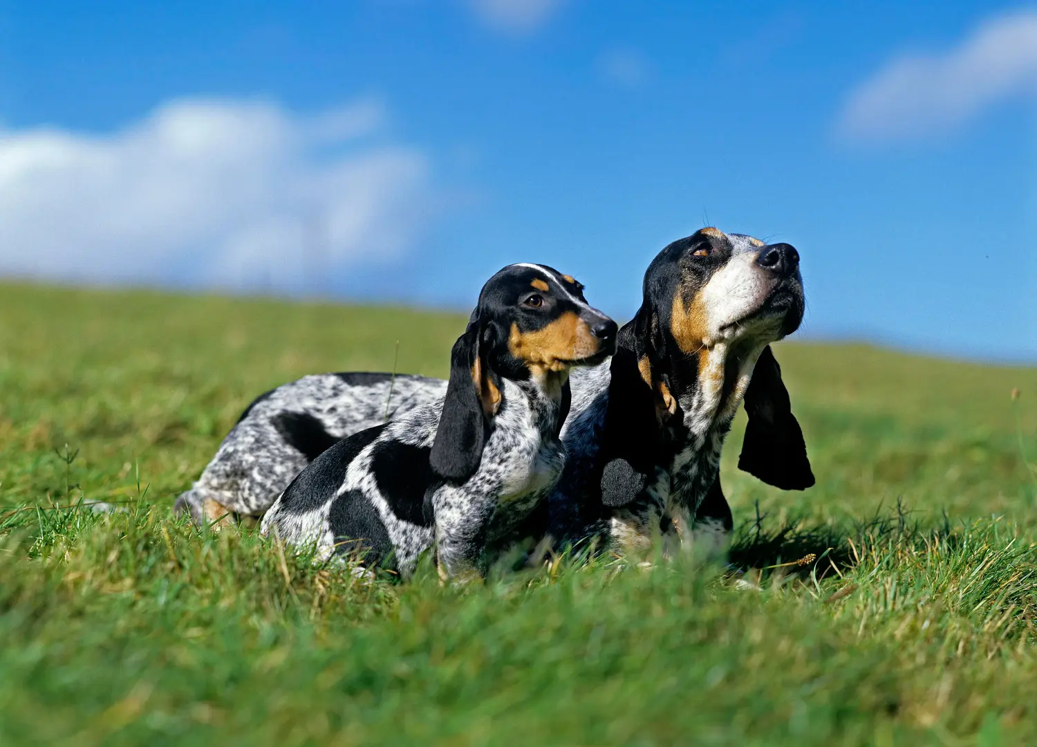 Cumpărarea unui cățel Basset bleu de Gascogne înseamnă asumarea responsabilității! Cumpărați cățeluși Basset bleu de Gascogne.