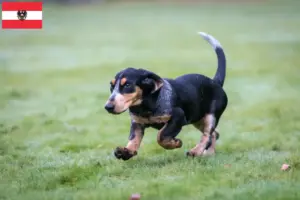 Read more about the article Basset bleu de Gascogne crescători și căței în Austria