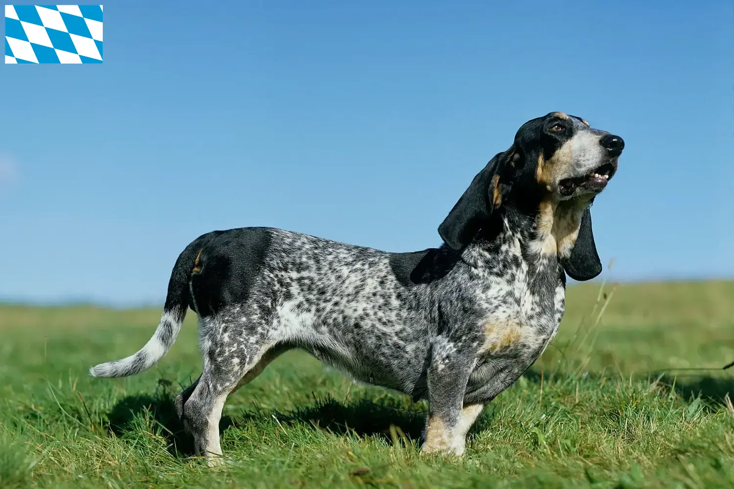 Read more about the article Basset bleu de Gascogne crescători și căței în Bavaria