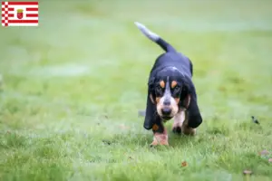 Read more about the article Basset bleu de Gascogne crescători și căței în Bremen